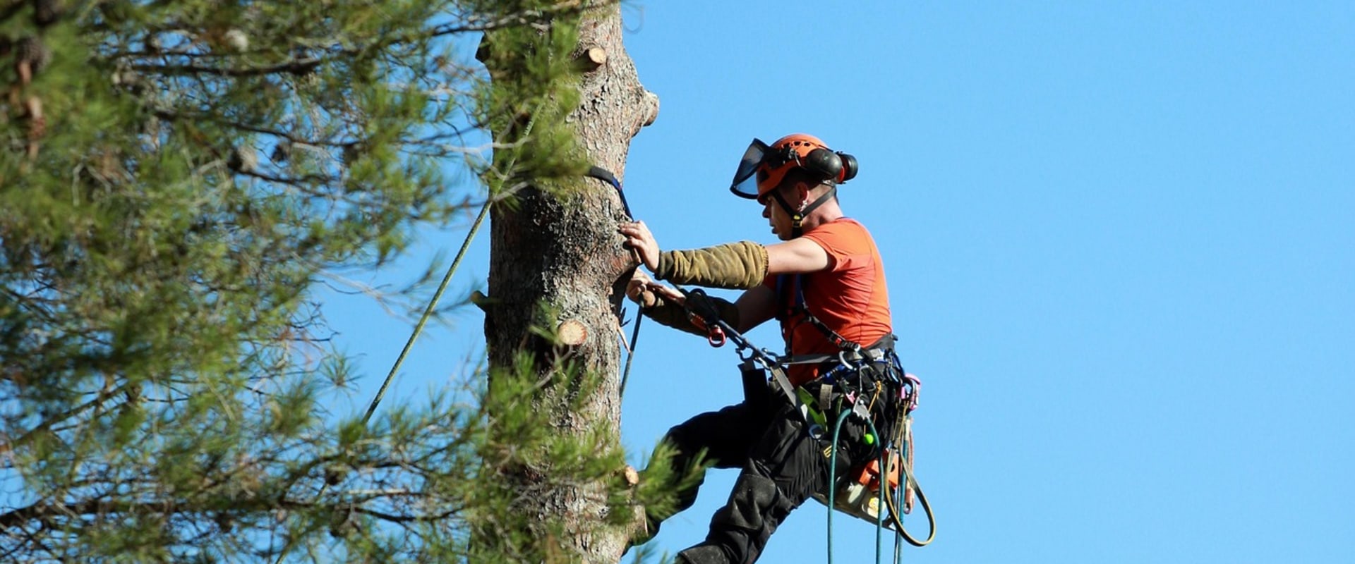 Improve Property Appeal in Warminster, PA With Tree Pruning Services for Real Estate Brokerage