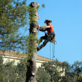 Improve Property Appeal in Warminster, PA With Tree Pruning Services for Real Estate Brokerage