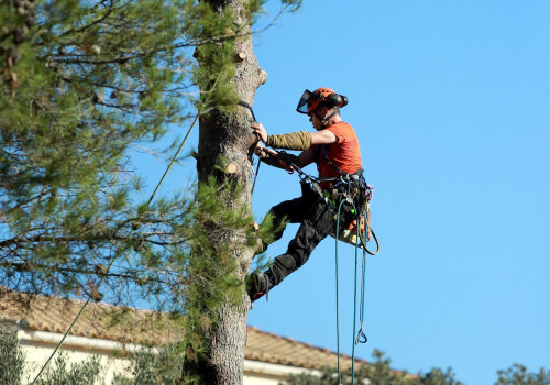 Improve Property Appeal in Warminster, PA With Tree Pruning Services for Real Estate Brokerage